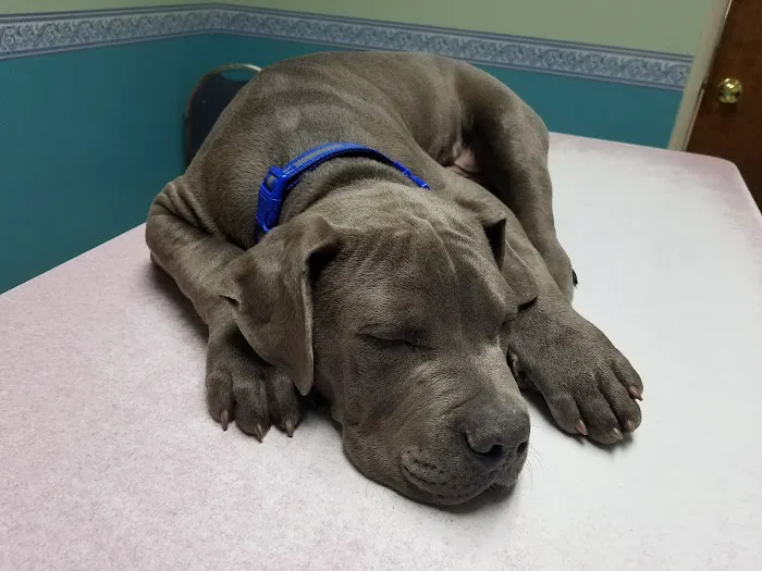 Community Animal Hospital Picture 9