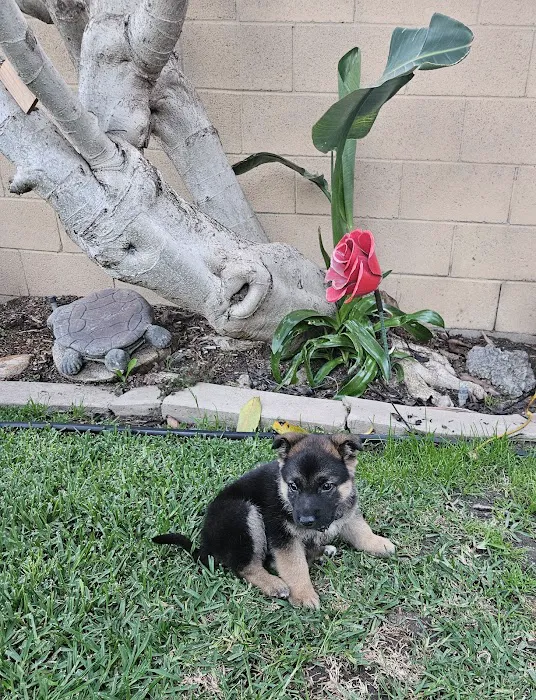 Community Animal Hospital Picture 8