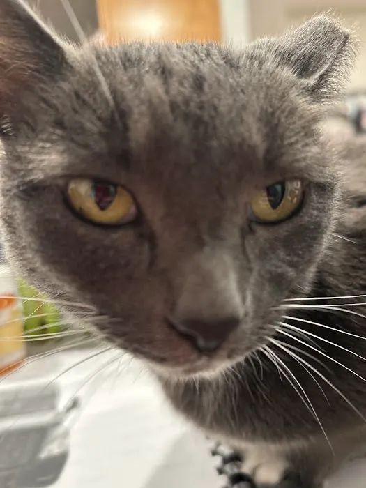 Community Animal Hospital Picture 10