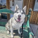 Lincoln Plaza Veterinary Clinic