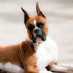 Riverside Animal Hospital