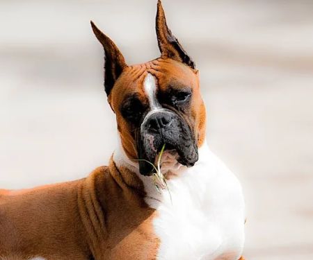 Riverside Animal Hospital