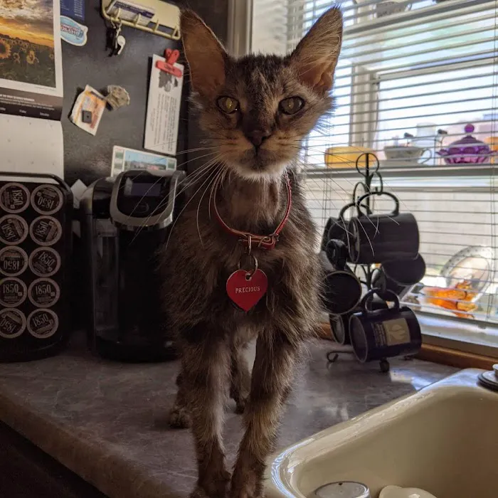 Victoria Animal Hospital Picture 4