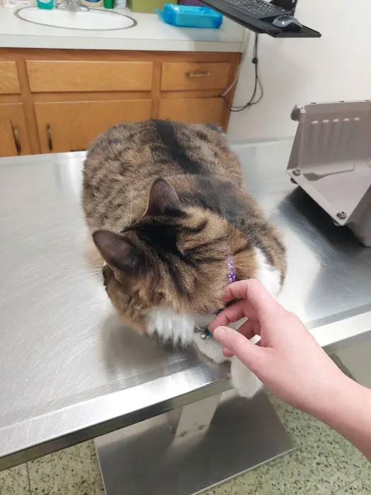 Town & Country Veterinary Clinic Picture 5