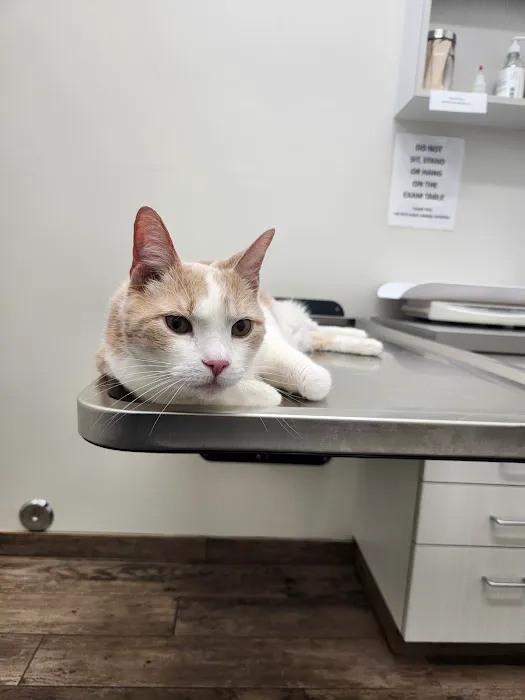 The Pets Place Animal Hospital Picture 1