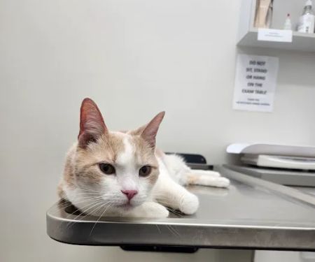 The Pets Place Animal Hospital