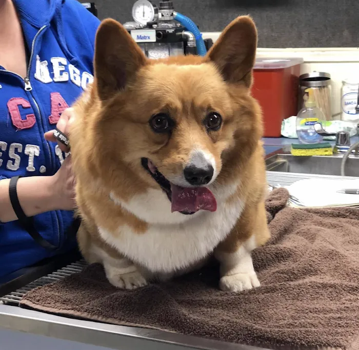 The Pets Place Animal Hospital Picture 4