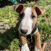 Canyon Crest Animal Hospital ico