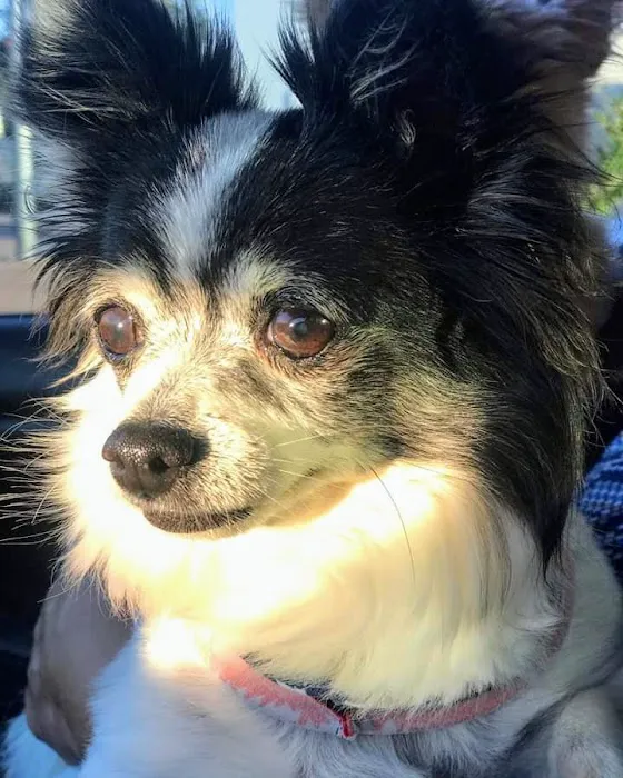 Canyon Crest Animal Hospital Picture 3