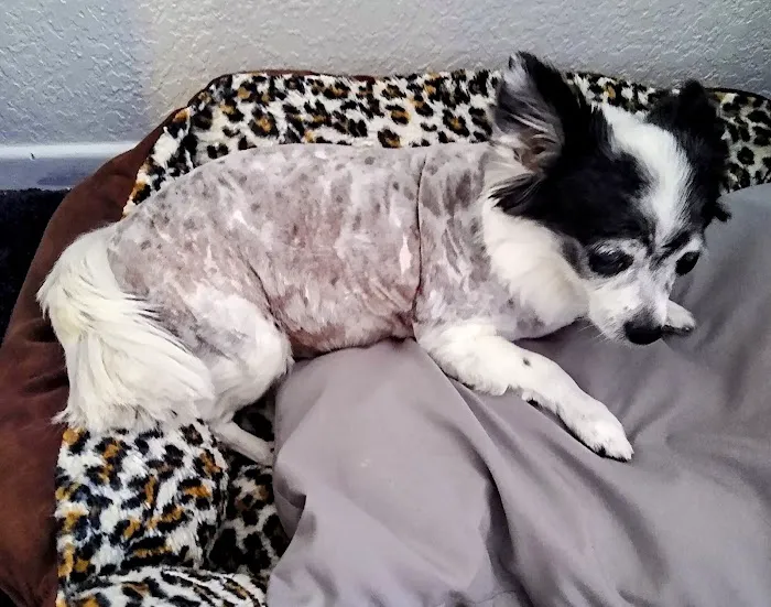 Canyon Crest Animal Hospital Picture 7