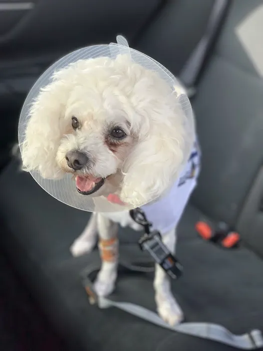 Canyon Crest Animal Hospital Picture 10