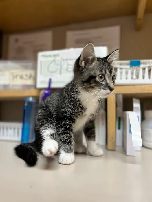Belton Small Animal Clinic Picture 5