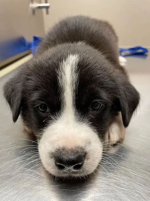 Belton Small Animal Clinic Picture 2