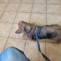 Belton Veterinary Clinic ico