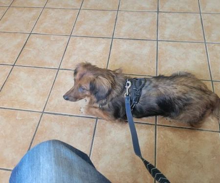 Belton Veterinary Clinic