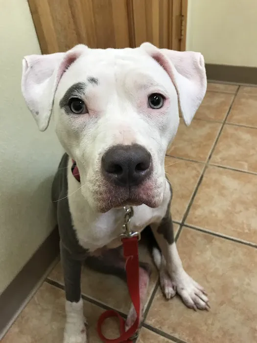 Belton Veterinary Clinic Picture 6