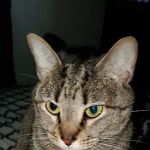 Austin Avenue Pet Clinic