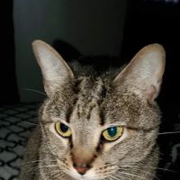 Austin Avenue Pet Clinic ico