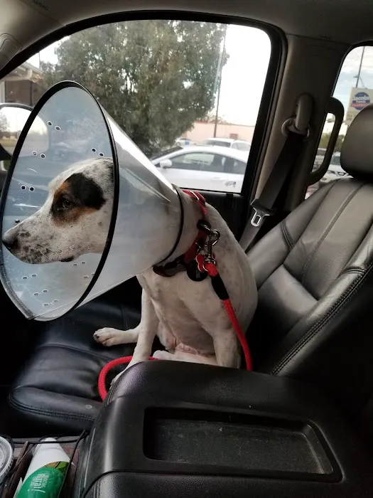 Austin Avenue Pet Clinic Picture 3