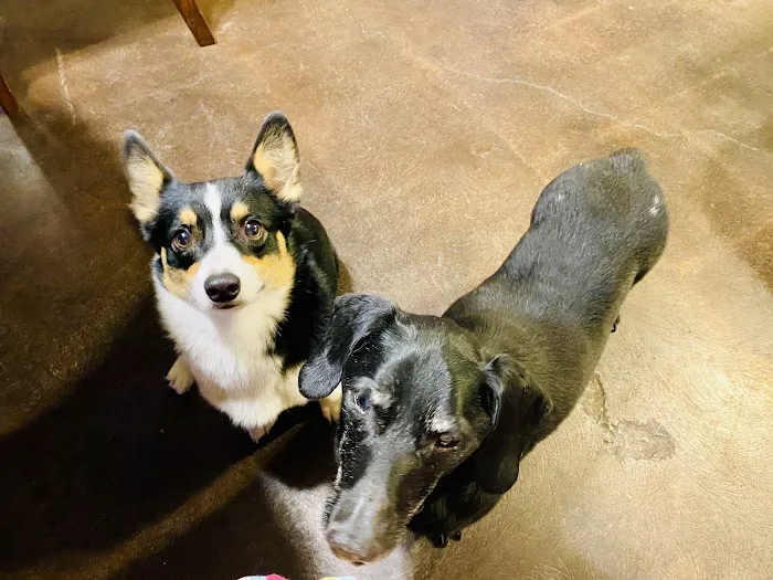 Austin Avenue Pet Clinic Picture 8