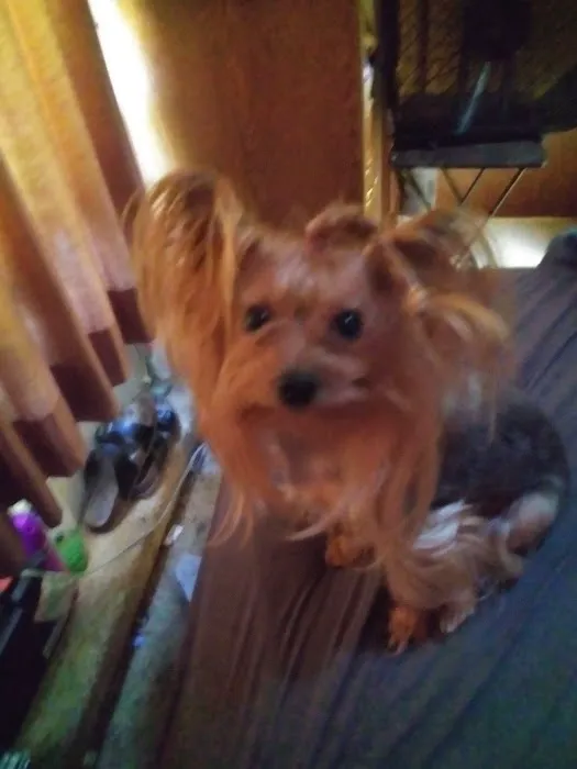 Brown County Animal Clinic: Speck A L DVM Picture 1