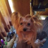Brown County Animal Clinic: Speck A L DVM ico