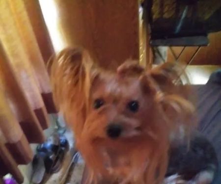 Brown County Animal Clinic: Speck A L DVM