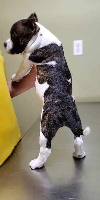 Fritz Speck DVM-Central Texas Veterinary Hospital Picture 4