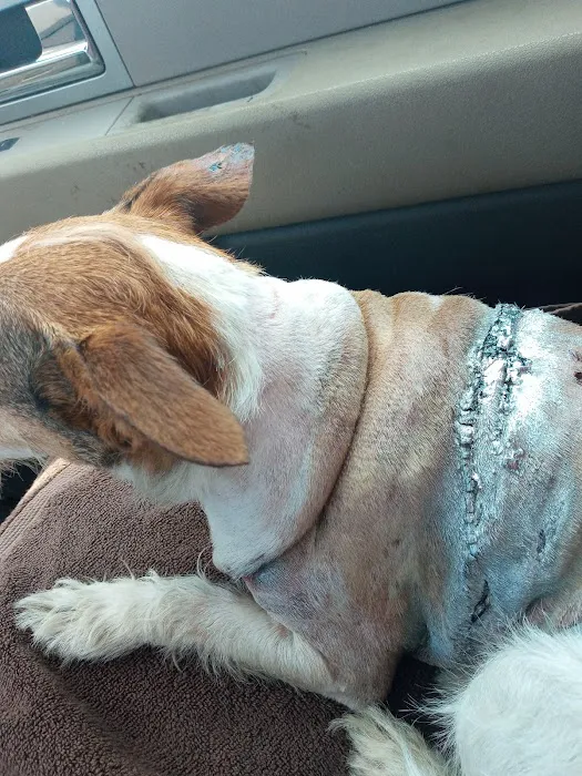 Fritz Speck DVM-Central Texas Veterinary Hospital Picture 3