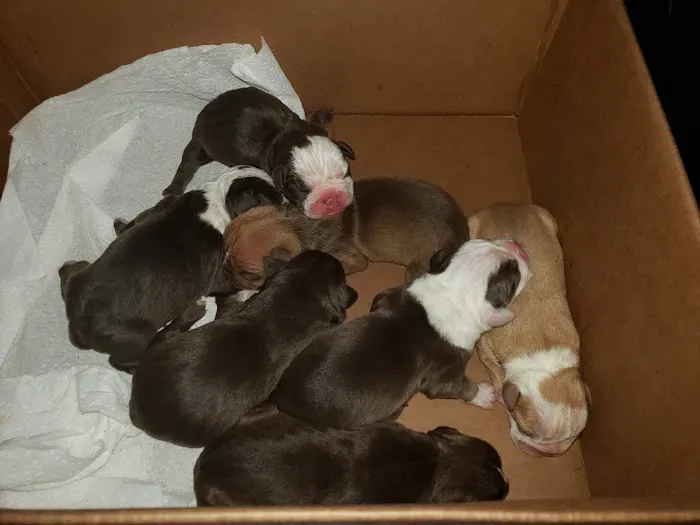 Fritz Speck DVM-Central Texas Veterinary Hospital Picture 6