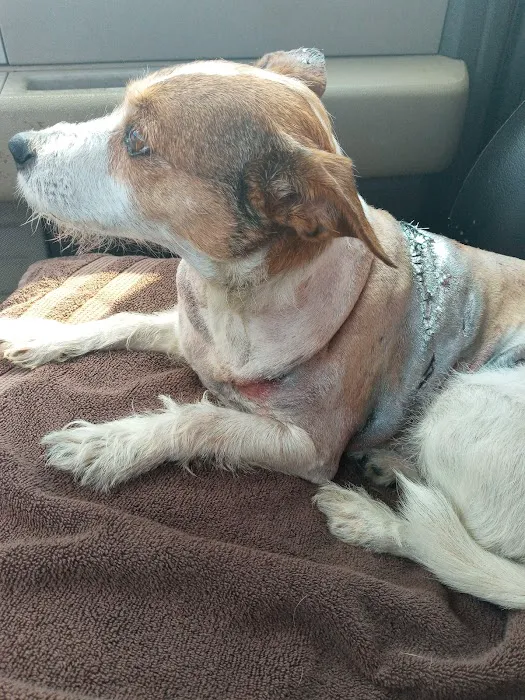 Fritz Speck DVM-Central Texas Veterinary Hospital Picture 8