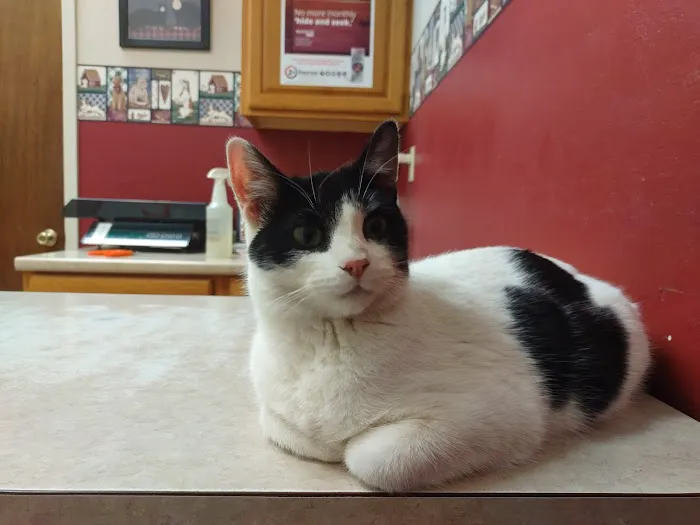 Small Animal Medical Center Picture 1
