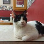 Small Animal Medical Center