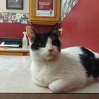 Small Animal Medical Center ico