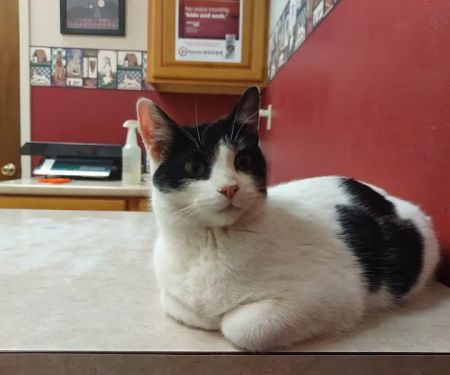 Small Animal Medical Center
