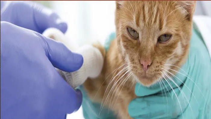 Small Animal Medical Center Picture 8