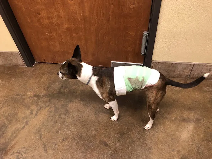 Cornerstone Pet Hospital Picture 3