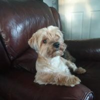 Wellington Street Animal Hospital, PLLC ico