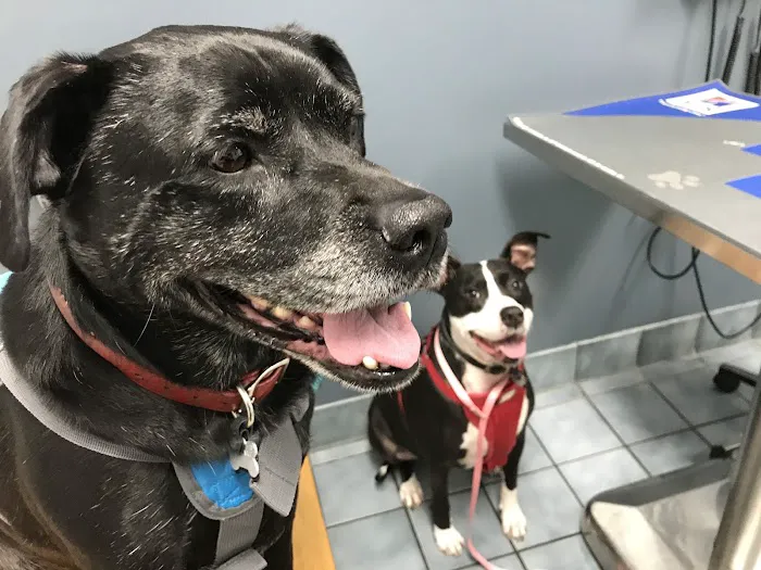 Green Cove Pet Hospital Picture 3