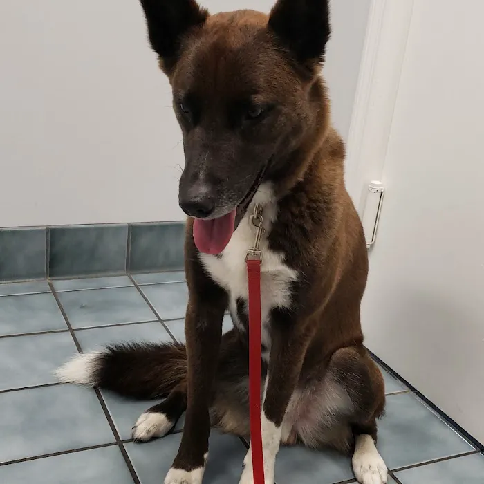 Green Cove Pet Hospital Picture 5