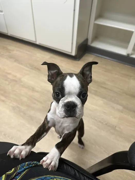 Green Cove Pet Hospital Picture 7
