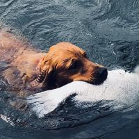 Center Star Veterinary Services ico
