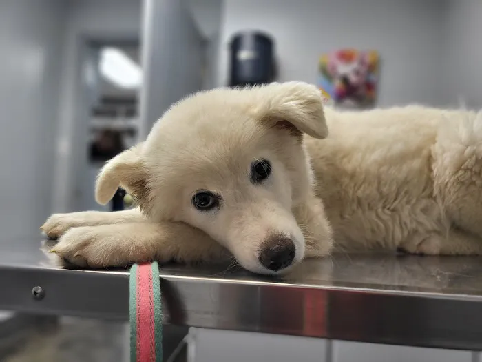 Center Star Veterinary Services Picture 2