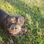 Trousdale County Veterinary Services