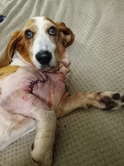 Trousdale County Veterinary Services Picture 8