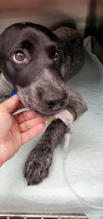 Trousdale County Veterinary Services Picture 9