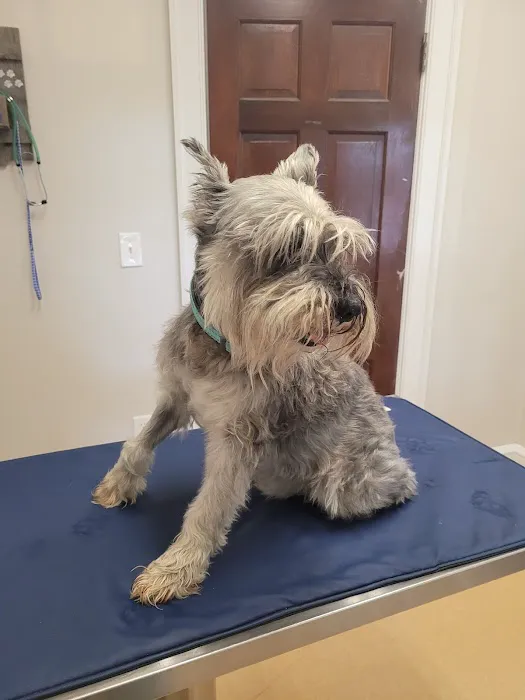 Main Street Veterinary Clinic Picture 5