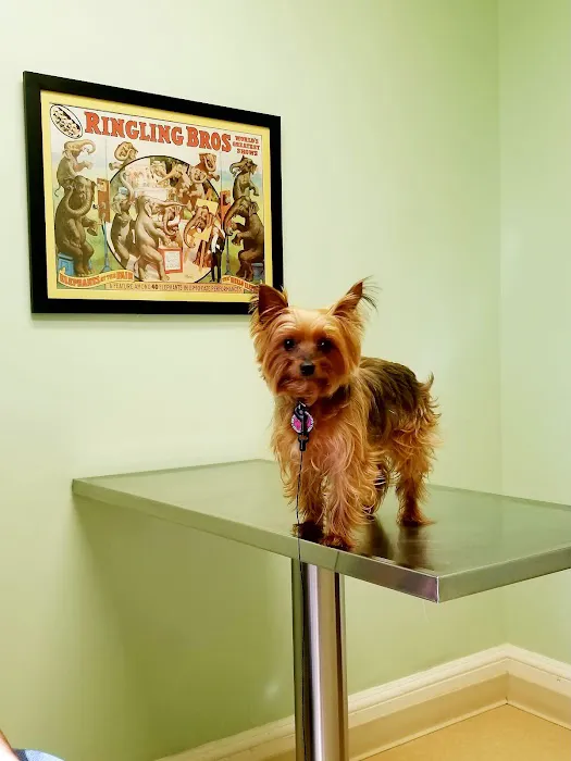 Main Street Veterinary Clinic Picture 7