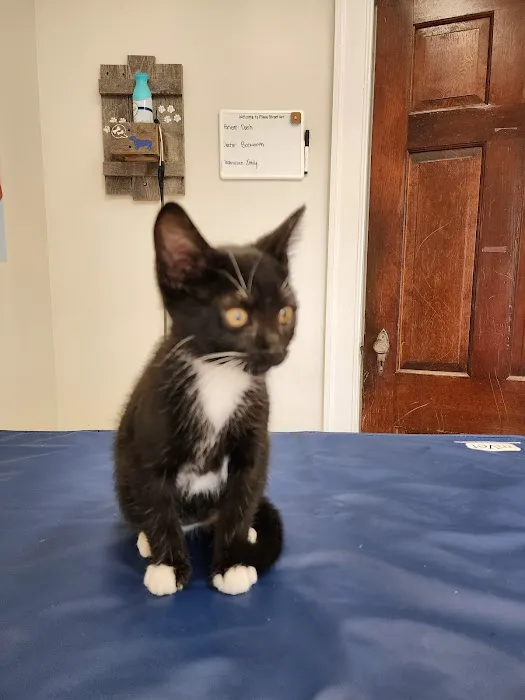 Main Street Veterinary Clinic Picture 10