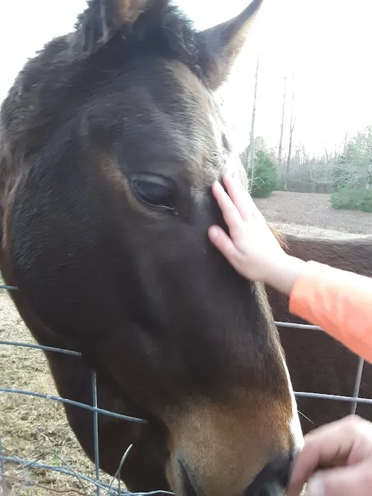Crossroads Equine Veterinary Services, LLC Picture 3